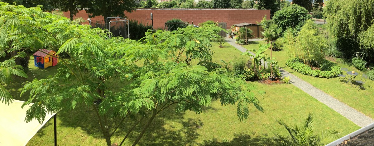 Albizia