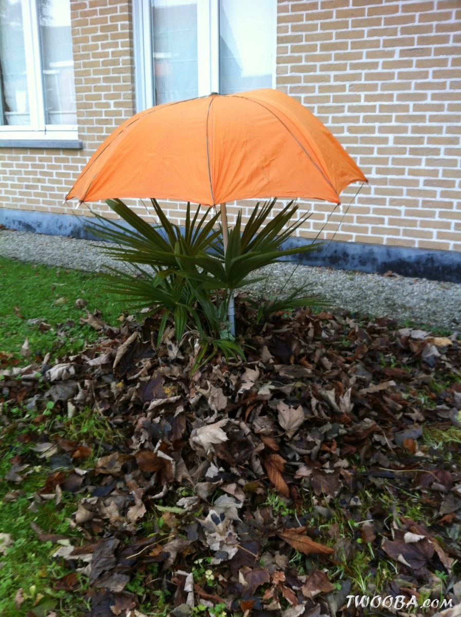 Comment protéger mon palmier en hiver?