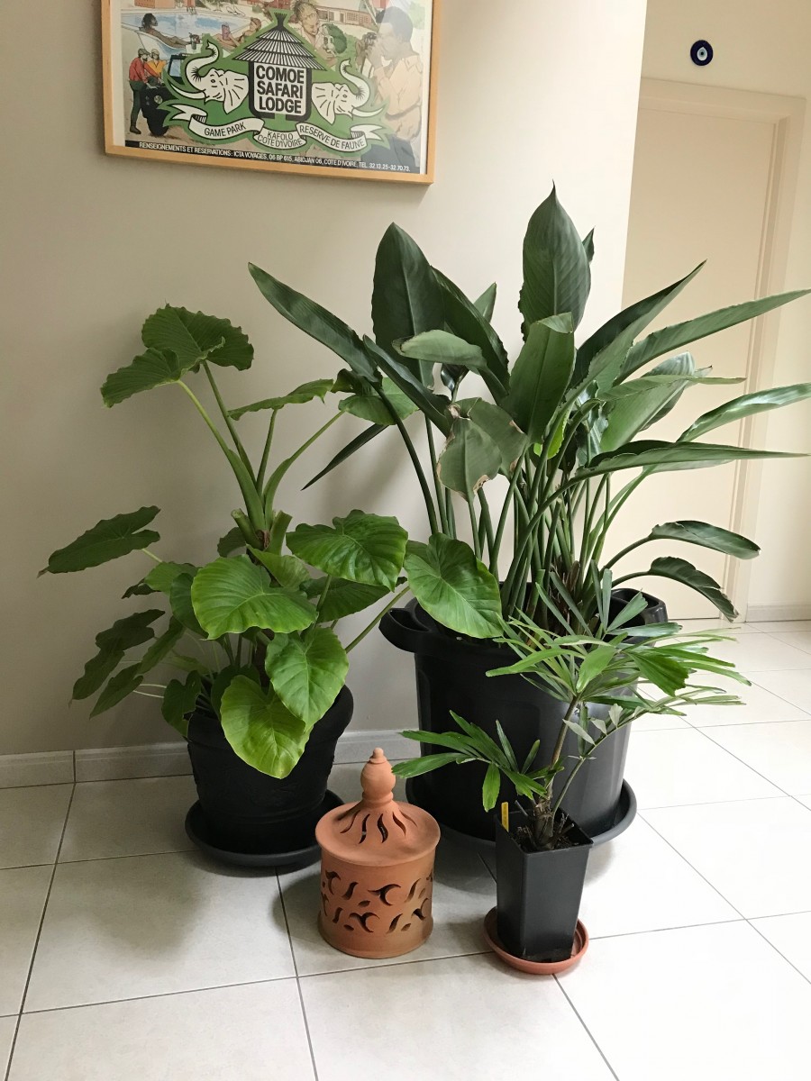 Wonderbaarlijk Bloemlezing Auckland Exotische planten in de huiskamer | La Palmeraie