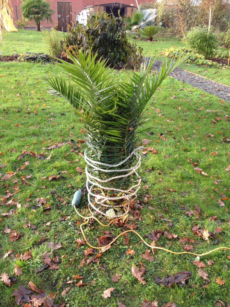 Vidéo – Comment protéger un PALMIER en CP l'hiver – Chamaerops