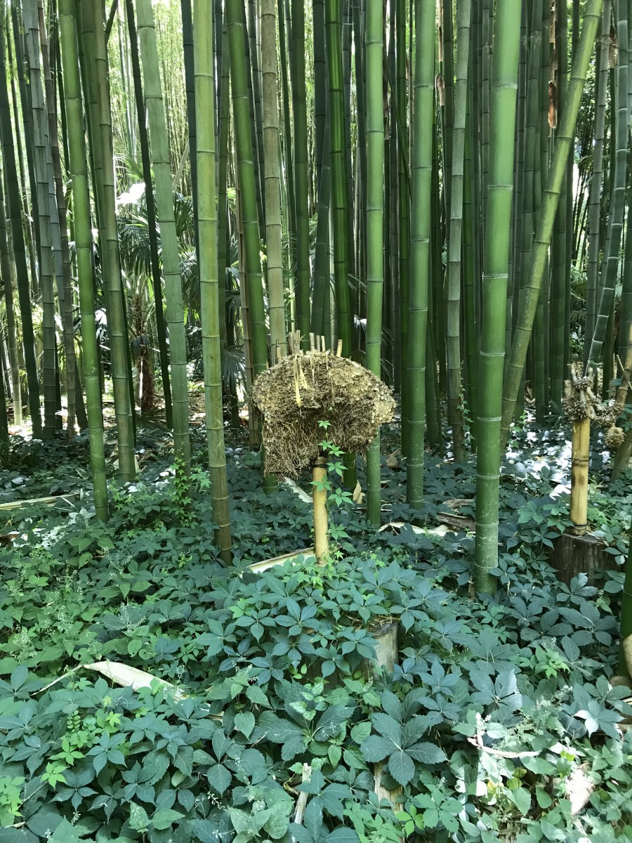 vriendelijk Leggen Bezem Woekerende en niet-woekerende bamboe: alle info op een rij! | La Palmeraie