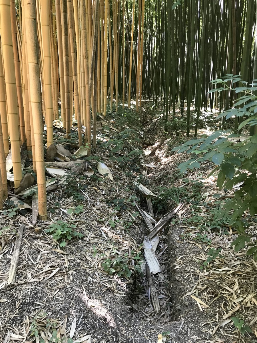 Bambou à cannes jaunes - Phyllostachys vivax 'Aureocaulis' - Le