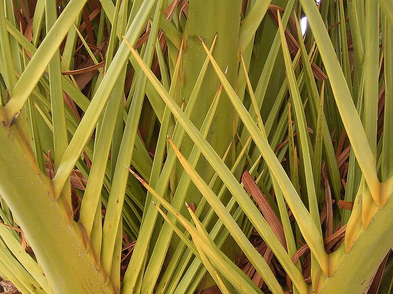 Phoenixcanariensis0