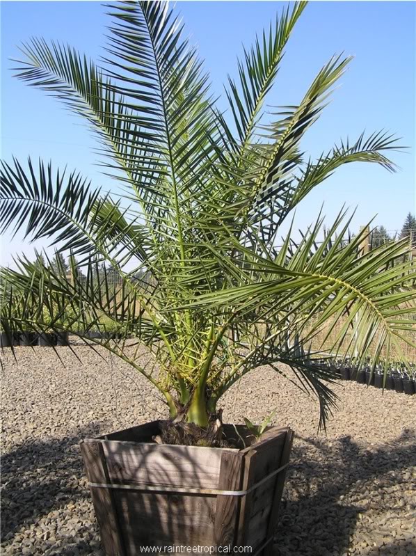 Phoenixcanariensis1a