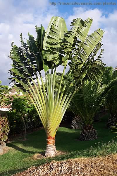 Ravenala madagascariensis Sonn., Plants of the World Online