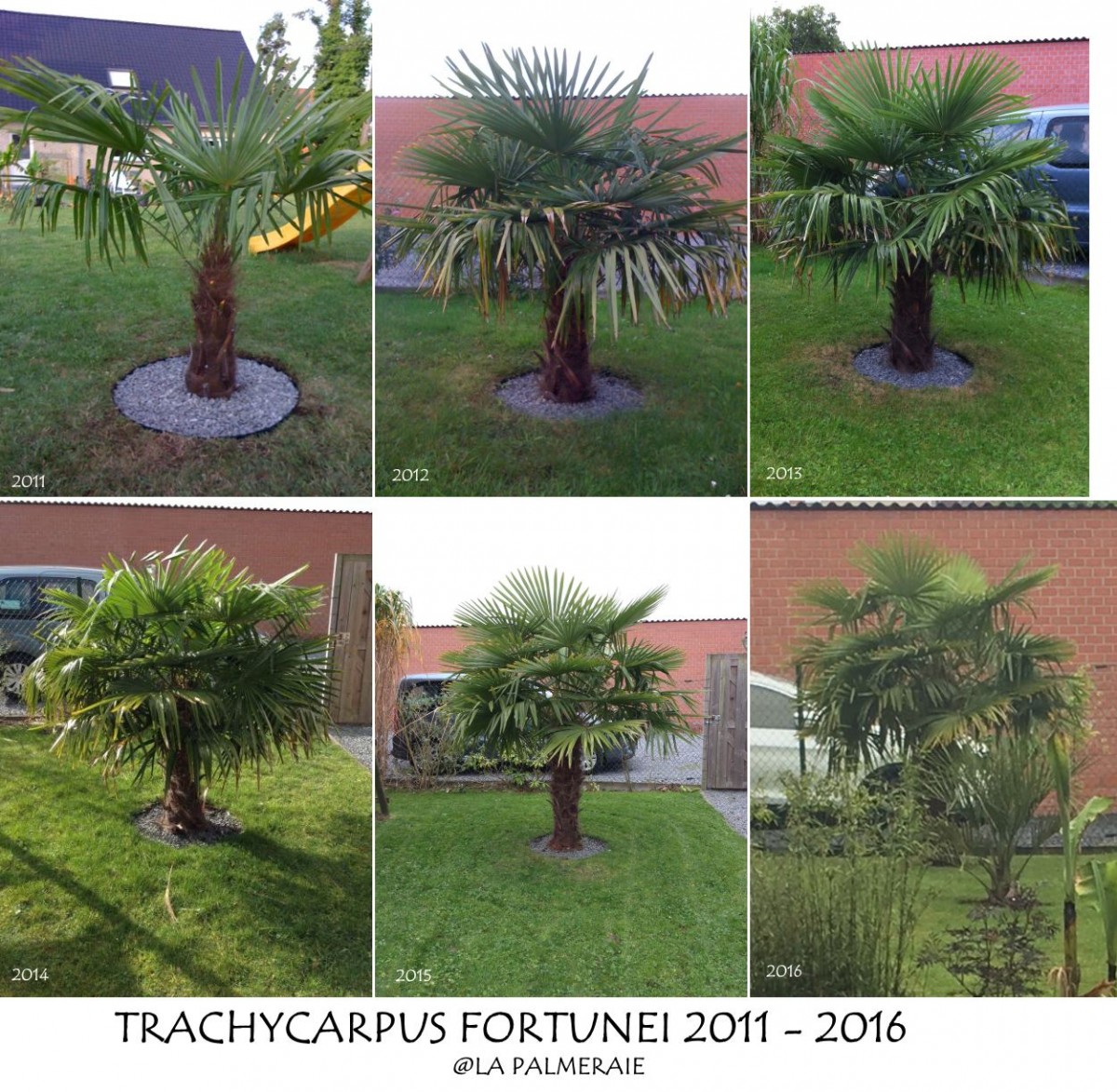 Trachycarpus_fortunei_FCP_20112016.jpg