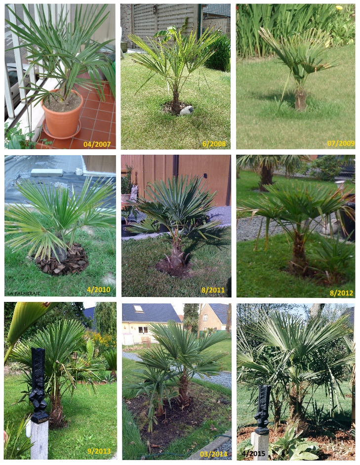 Palmier chanvre : comment planter et l'entretenir ce palmier ?