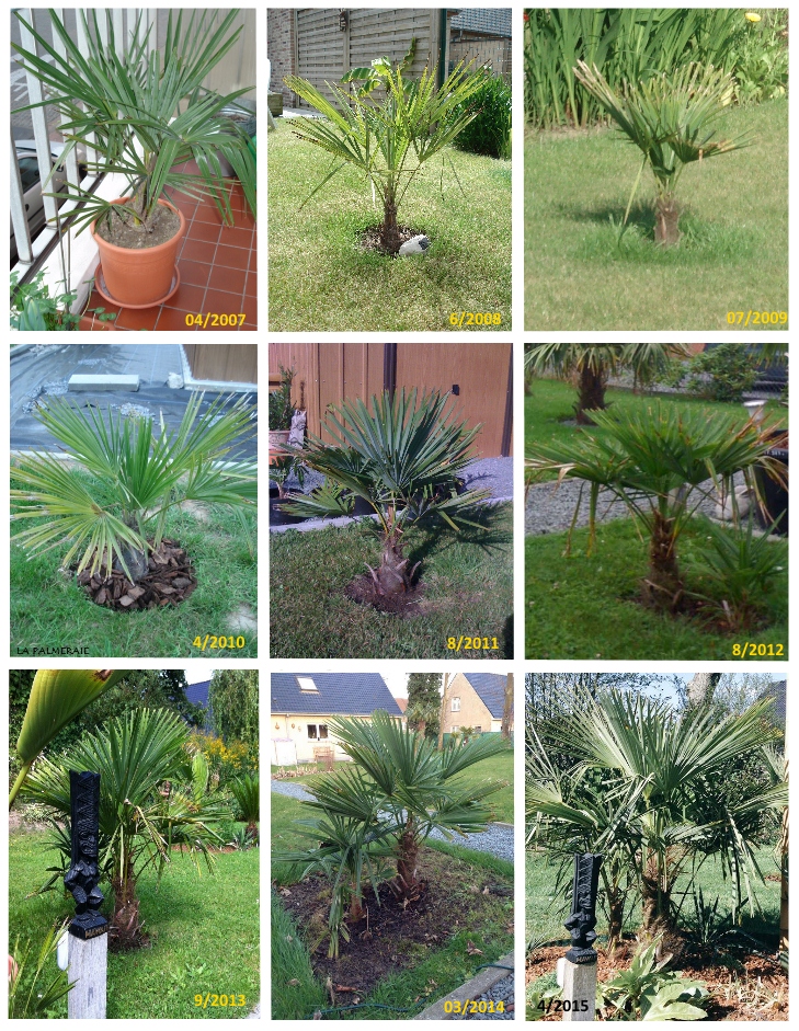 Trachycarpus, Palmier chanvre : plantation, culture et entretien