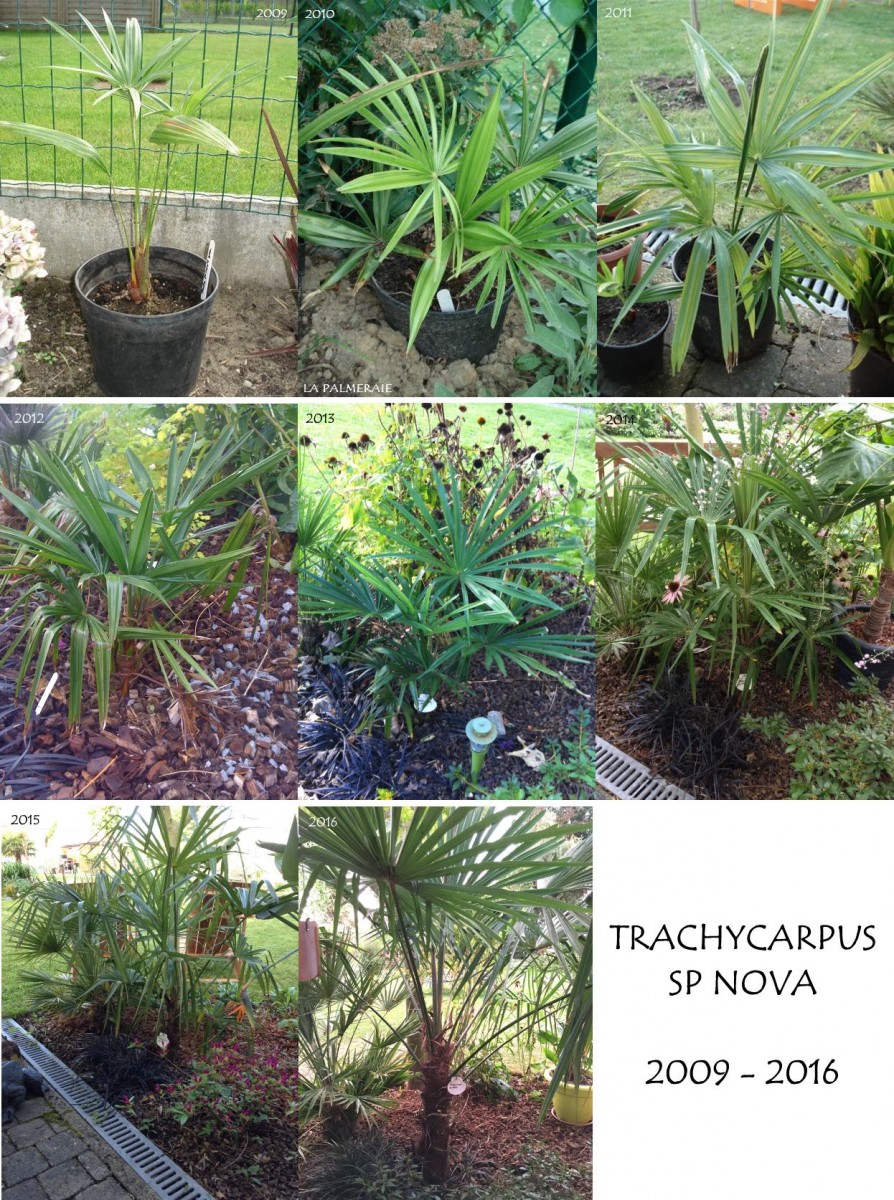 Trachycarpus_sp_Nova_groei_20092016.jpg