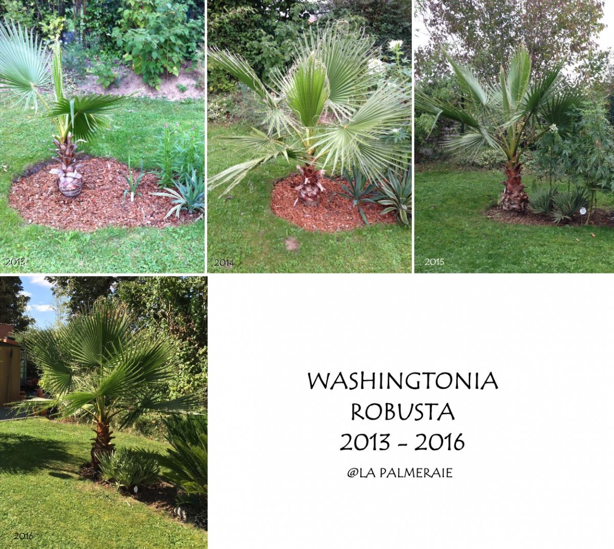 Washingtonia_robusta_20132016.jpg